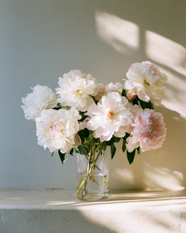 Peony Cloud